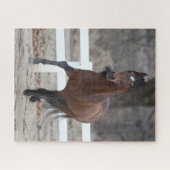 Bob Langrish | Bucht Andalusischer Stallion Runnin Puzzle (Horizontal)