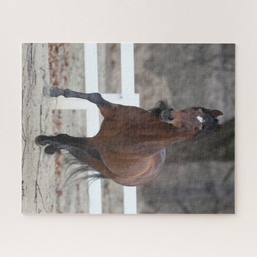 Bob Langrish | Bucht Andalusischer Stallion Runnin Puzzle (Horizontal)