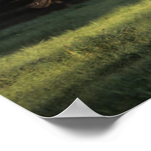 Bob Langrish | Bucht Andalusisches Pferderennen Poster (Ecke)