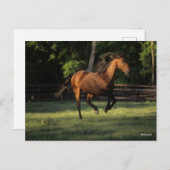 Bob Langrish | Bucht Andalusisches Pferderennen Postkarte (Vorne/Hinten)