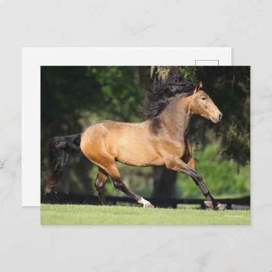 Bob Langrish | Buckskin Lusitano Running Postkarte (Vorne/Hinten)
