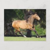 Bob Langrish | Buckskin Lusitano Running Postkarte (Vorderseite)