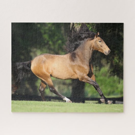 Bob Langrish | Buckskin Lusitano Running Puzzle (Horizontal)
