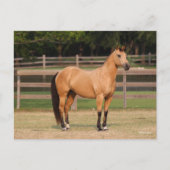 Bob Langrish | Buckskin Quarter Horse Stehend Postkarte (Vorderseite)