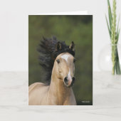 Bob Langrish | Buckskin Welsh Pony Headshot Karte (Vorderseite)