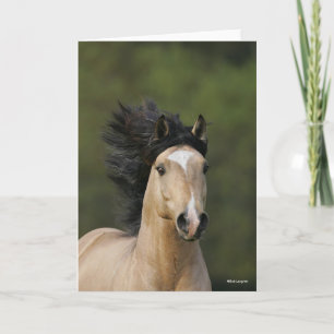 Bob Langrish   Buckskin Welsh Pony Headshot Karte