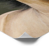 Bob Langrish | Buckskin Welsh Pony Headshot Poster (Ecke)