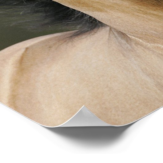 Bob Langrish | Buckskin Welsh Pony Headshot Poster (Ecke)