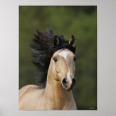 Bob Langrish | Buckskin Welsh Pony Headshot Poster (Vorne)