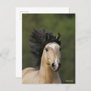 Bob Langrish   Buckskin Welsh Pony Headshot Postkarte
