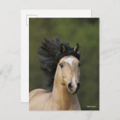 Bob Langrish | Buckskin Welsh Pony Headshot Postkarte (Vorne/Hinten)