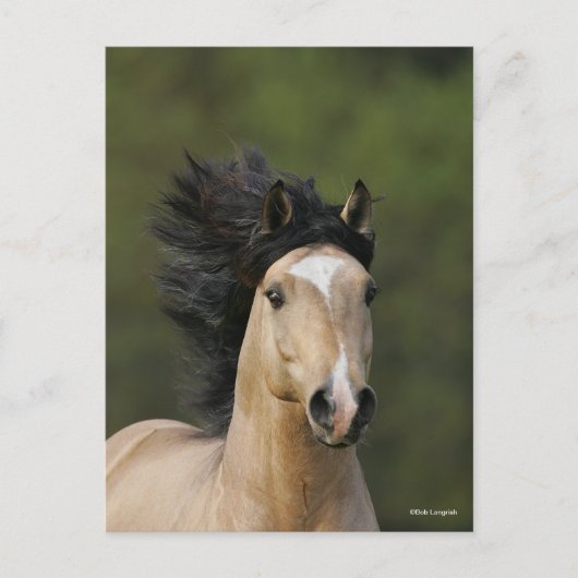 Bob Langrish | Buckskin Welsh Pony Headshot Postkarte (Vorderseite)