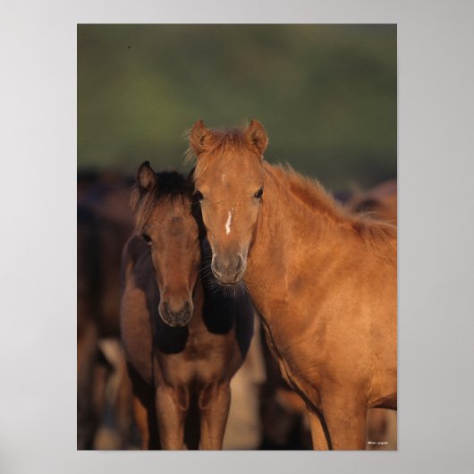 Bob Langrish Caspian Pony Foals Stehend zusammen Poster (Vorne)