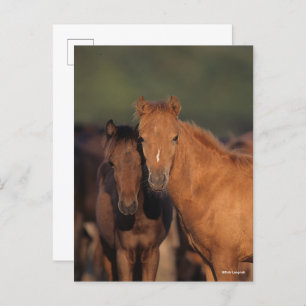Bob Langrish Caspian Pony Foals Stehend zusammen Postkarte