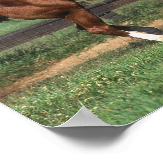 Bob Langrish | Chestnut Arab Stallion Rearing Poster (Ecke)