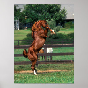 Bob Langrish   Chestnut Arab Stallion Rearing Poster