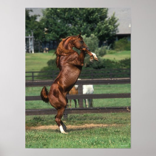 Bob Langrish | Chestnut Arab Stallion Rearing Poster (Vorne)