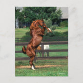 Bob Langrish | Chestnut Arab Stallion Rearing Postkarte (Vorderseite)