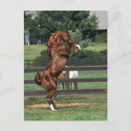 Bob Langrish | Chestnut Arab Stallion Rearing Postkarte (Vorderseite)
