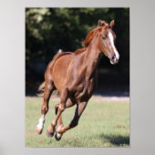 Bob Langrish | Chestnut Tennessee Walker Running Poster (Vorne)