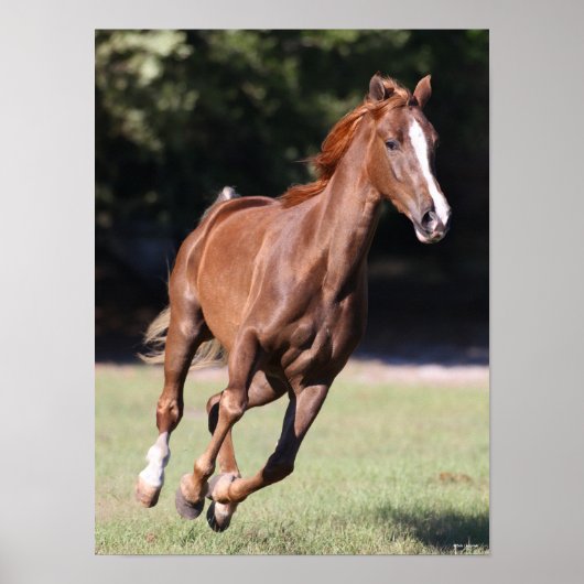 Bob Langrish | Chestnut Tennessee Walker Running Poster (Vorne)