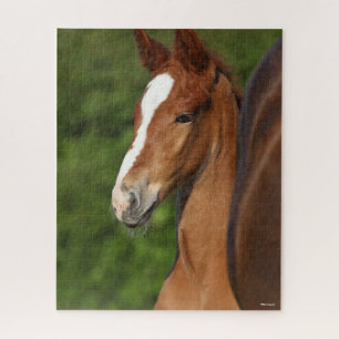Bob Langrish Chestnut Warmblood Foal Headshot Puzzle