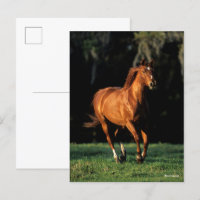 Bob Langrish | Chestnut Warmblood Mare Running