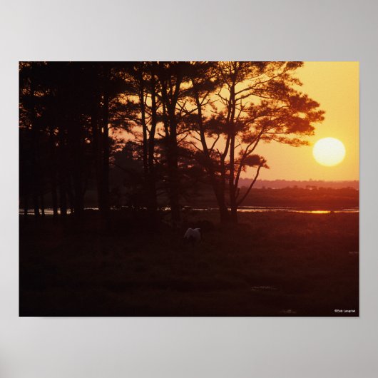 Bob Langrish | Chincoteague Grazing Sunset Poster (Vorne)
