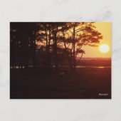 Bob Langrish | Chincoteague Grazing Sunset Postkarte (Vorderseite)