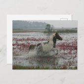 Bob Langrish | Chincoteague Horning in water Postkarte (Vorne/Hinten)