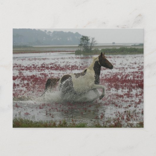 Bob Langrish | Chincoteague Horning in water Postkarte (Vorderseite)