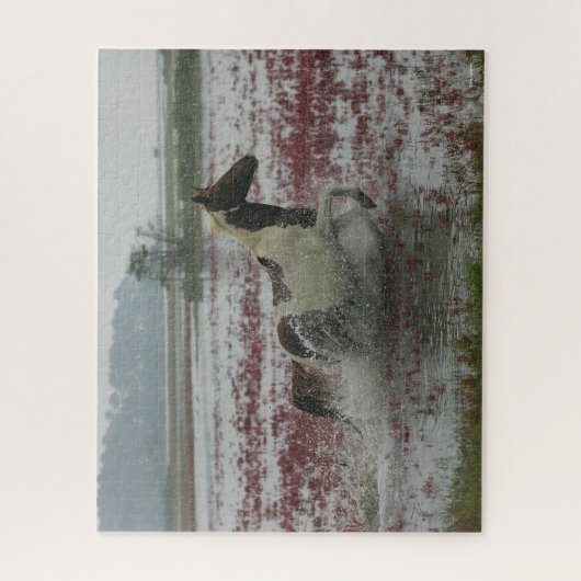 Bob Langrish | Chincoteague Horning in water Puzzle (Vertikal)