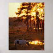 Bob Langrish Chincoteague Horzing Poster (Vorne)