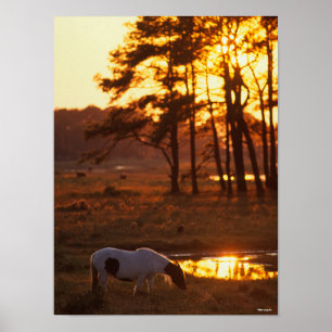 Bob Langrish Chincoteague Horzing Poster