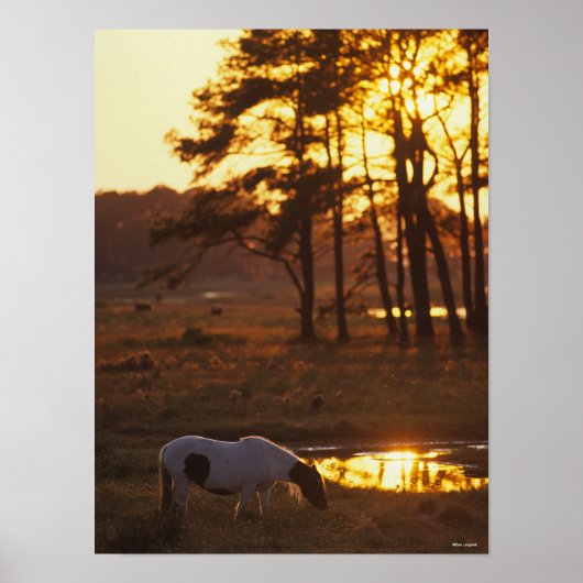 Bob Langrish Chincoteague Horzing Poster (Vorne)