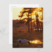 Bob Langrish Chincoteague Horzing Postkarte (Vorne/Hinten)