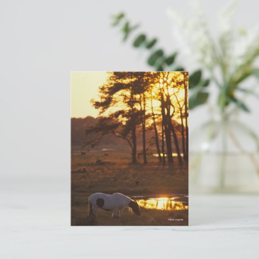 Bob Langrish Chincoteague Horzing Postkarte (Stehend Vorderseite)