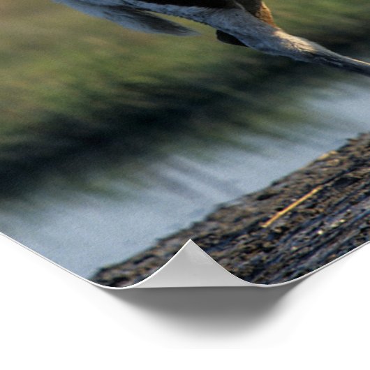 Bob Langrish | Chincoteague Mare and Foal Stehend Poster (Ecke)