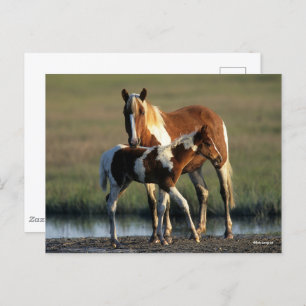 Bob Langrish   Chincoteague Mare and Foal Stehend Postkarte
