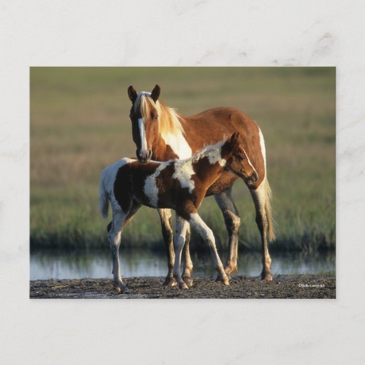 Bob Langrish | Chincoteague Mare and Foal Stehend Postkarte (Vorderseite)