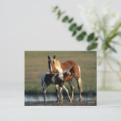 Bob Langrish | Chincoteague Mare and Foal Stehend Postkarte (Stehend Vorderseite)