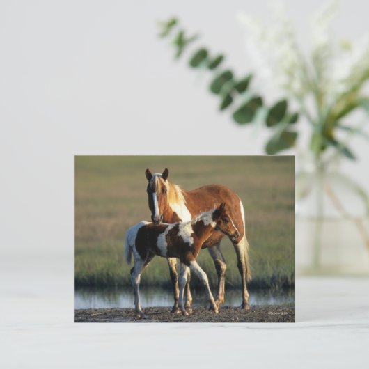 Bob Langrish | Chincoteague Mare and Foal Stehend Postkarte (Stehend Vorderseite)