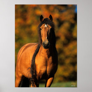 Bob Langrish   Chocktaw Pony Stehend Headshot Poster
