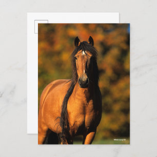 Bob Langrish   Chocktaw Pony Stehend Headshot Postkarte