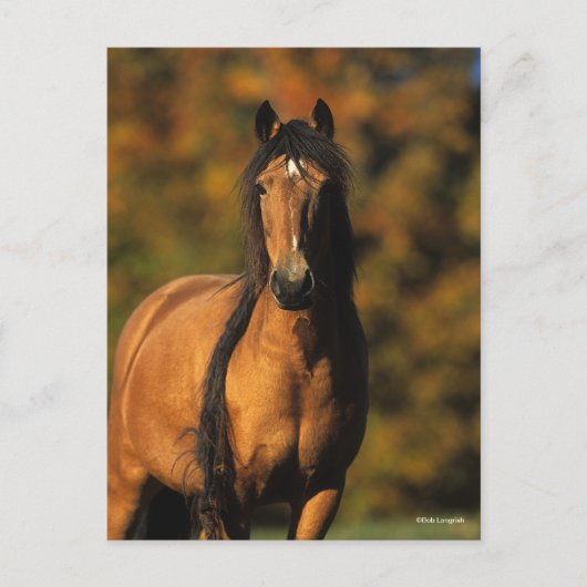 Bob Langrish | Chocktaw Pony Stehend Headshot Postkarte (Vorderseite)