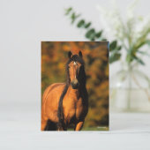 Bob Langrish | Chocktaw Pony Stehend Headshot Postkarte (Stehend Vorderseite)