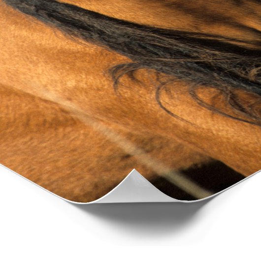 Bob Langrish | Choctaw Pony Headshot Poster (Ecke)