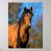Bob Langrish | Choctaw Pony Headshot Poster (Vorne)