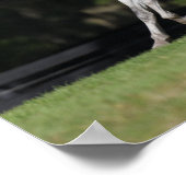 Bob Langrish | Daple Gray Andalucian Running Poster (Ecke)