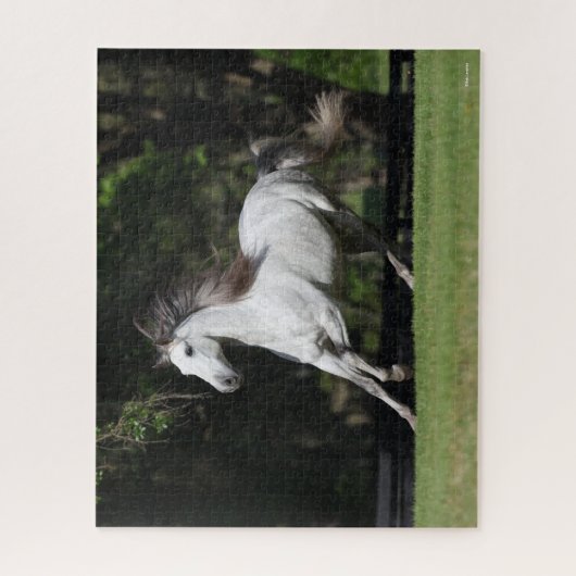 Bob Langrish | Daple Gray Andalucian Running Puzzle (Vertikal)